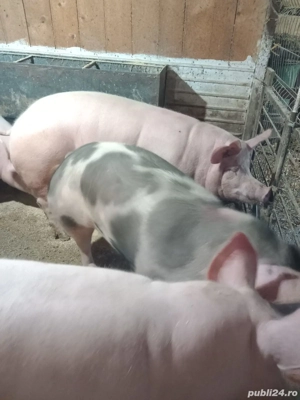 porci de vânzare  - imagine 2