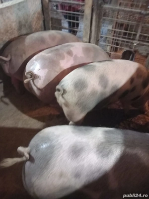 porci de vânzare  - imagine 3