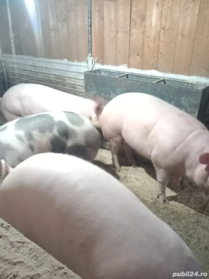 porci de vânzare 