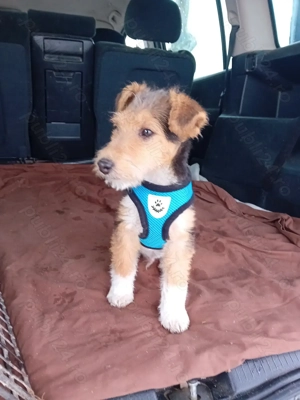 Cățel Fox Terierr  - imagine 2