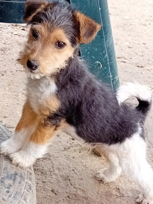 Cățel Fox Terierr  - imagine 3