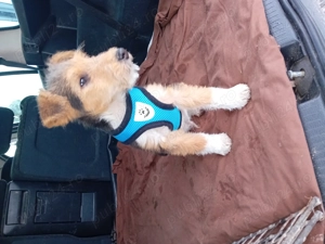 Cățel Fox Terierr  - imagine 4