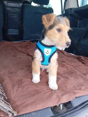 Cățel Fox Terierr  - imagine 4