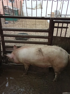 pentru sacrificat sau de prasila  - imagine 2