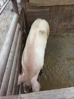 pentru sacrificat sau de prasila 