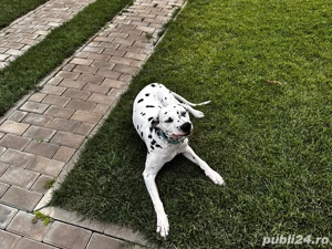 Dalmatian Femela 3 ani - imagine 2