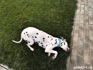Dalmatian Femela 3 ani