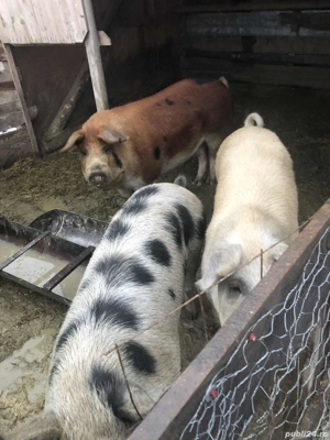 vand porci 14 lei kg  - imagine 2