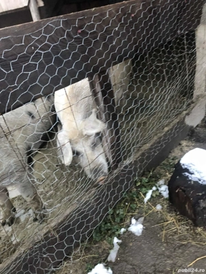 vand porci 14 lei kg  - imagine 3