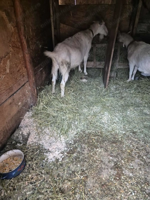 Vand 2 capre foarte bune de lapte 1trebuie să fete în 4saptamni - imagine 2