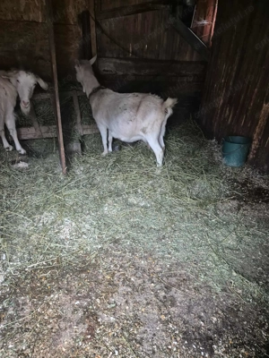 Vand 2 capre foarte bune de lapte 1trebuie să fete în 4saptamni