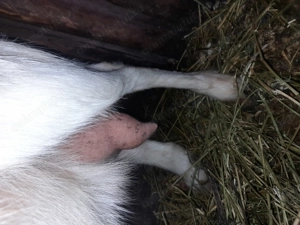 Vand 2 capre foarte bune de lapte 1trebuie să fete în 4saptamni - imagine 3