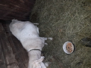 Vand 2 capre foarte bune de lapte 1trebuie să fete în 4saptamni - imagine 4