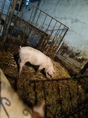 Șoldani de vanzare  - imagine 3