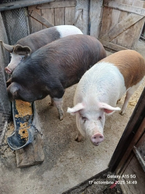 Porci de vabzare! - imagine 3