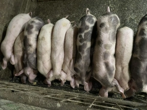 Purcei de casa de vânzare  - imagine 3