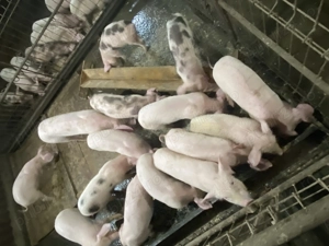 Purcei de casa de vânzare  - imagine 2