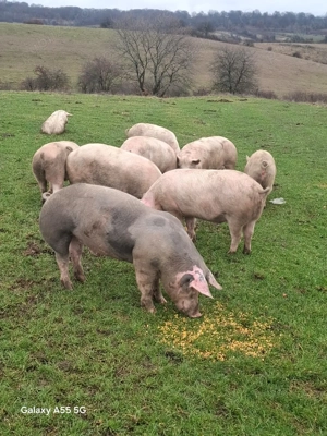 Vand porci  - imagine 2