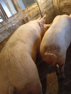 Porci vânzare Bihor  - imagine 4