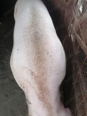 Vând cal de rasă  - imagine 2