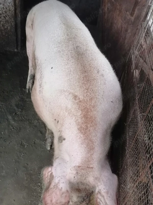 Vând cal de rasă  - imagine 4