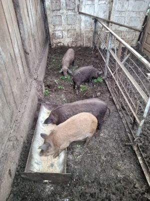 Vând purcei, bazna și mangalită, vârstă 3 luni - imagine 3