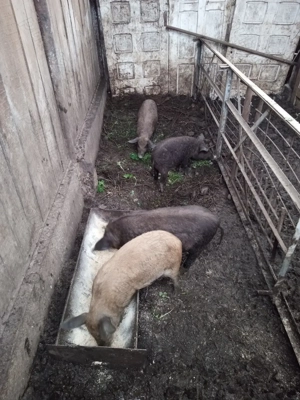 Vând purcei, bazna și mangalită, vârstă 3 luni
