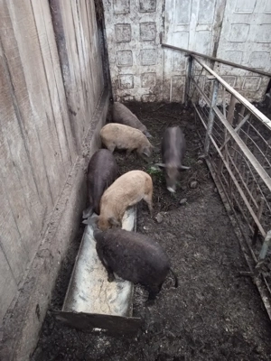 Vând purcei, bazna și mangalită, vârstă 3 luni - imagine 2