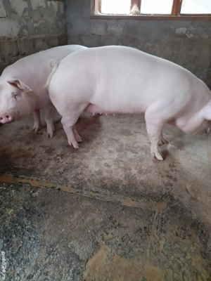 porci de țară  - imagine 4