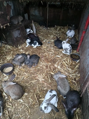 vand iepuri mari si mici femele si masculi