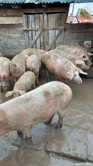 Vand porci  - imagine 3