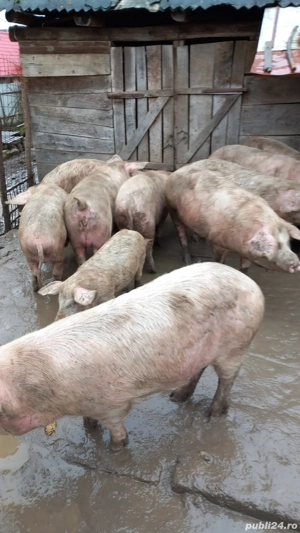 Vand porci  - imagine 2