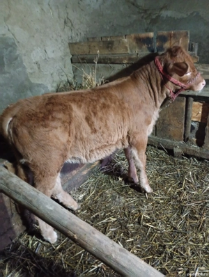 vând vițică Bălțata  - imagine 3