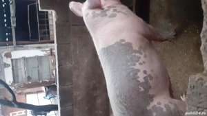 Vand porc  - imagine 5