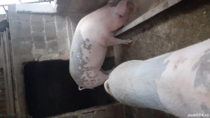 Vand porc  - imagine 4