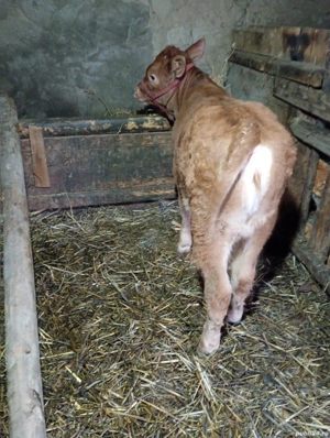 vând vițică Bălțata  - imagine 5