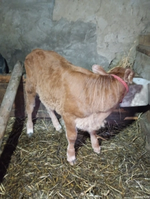 vând vițică Bălțata  - imagine 4