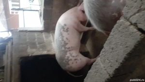 Vand porc  - imagine 2