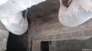 Vand porc  - imagine 3