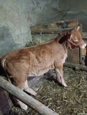 vând vițică Bălțata  - imagine 2