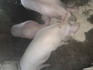 porci de vinzare  - imagine 2