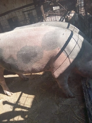Porci de vanzare