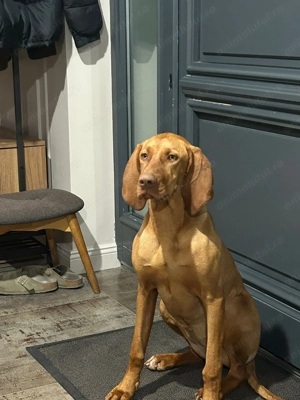 De vânzare cățelușa visla maghiară 8 luni - imagine 3