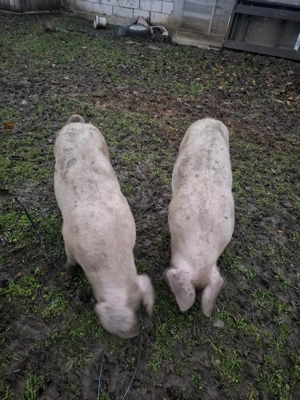 Vând purcei de 4 luni si ceva 