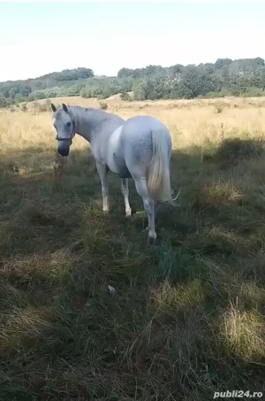 Cal de vânzare  - imagine 3