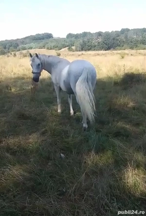 Cal de vânzare  - imagine 2