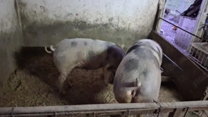 Porci de carne  petrean