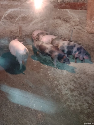 ultimele 5 bucati disponibile - imagine 3