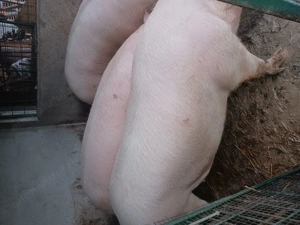 Vand porc  - imagine 2