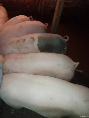 ultimele 5 bucati disponibile - imagine 2